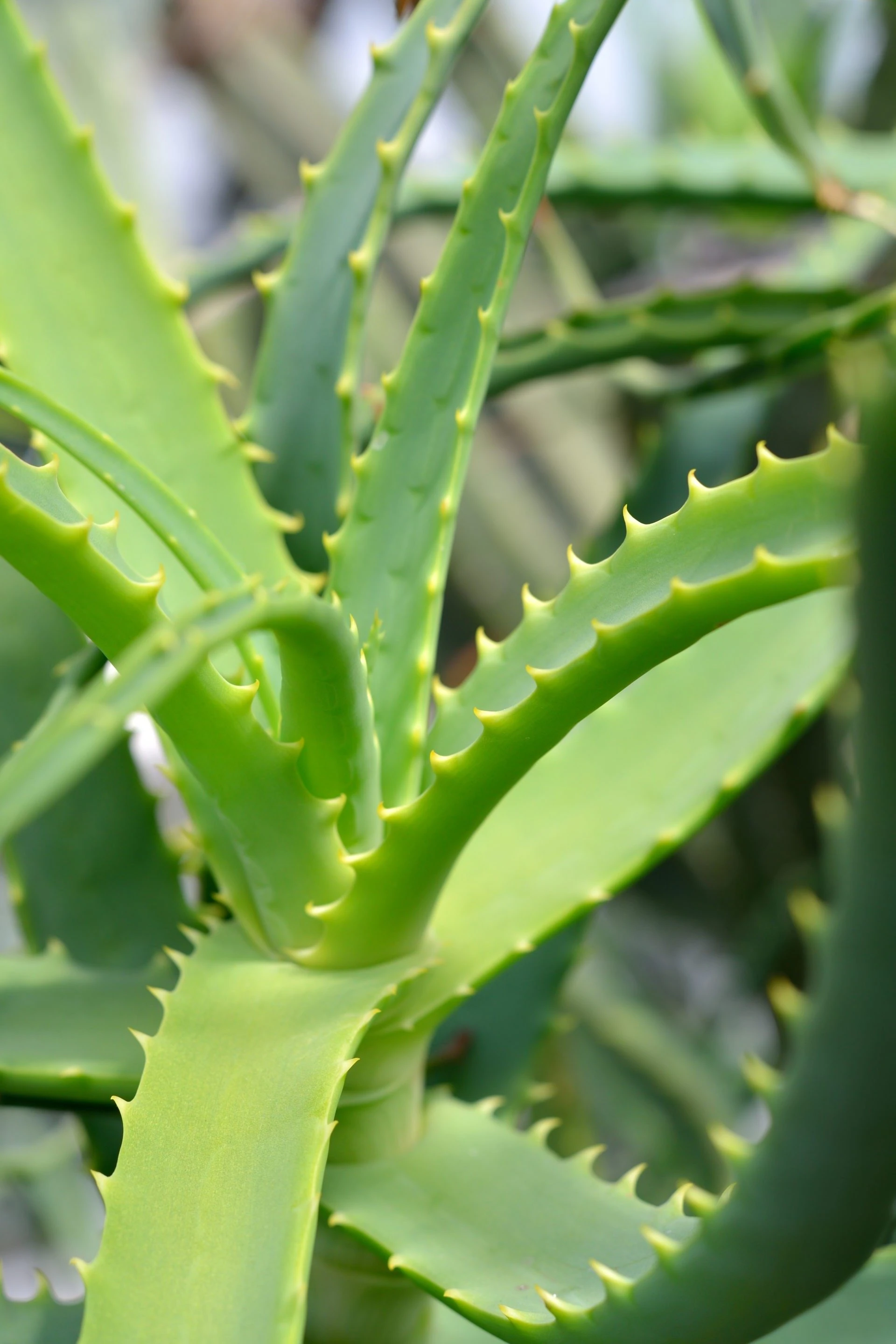 Aloe Vera and Hair: How Can it Help?